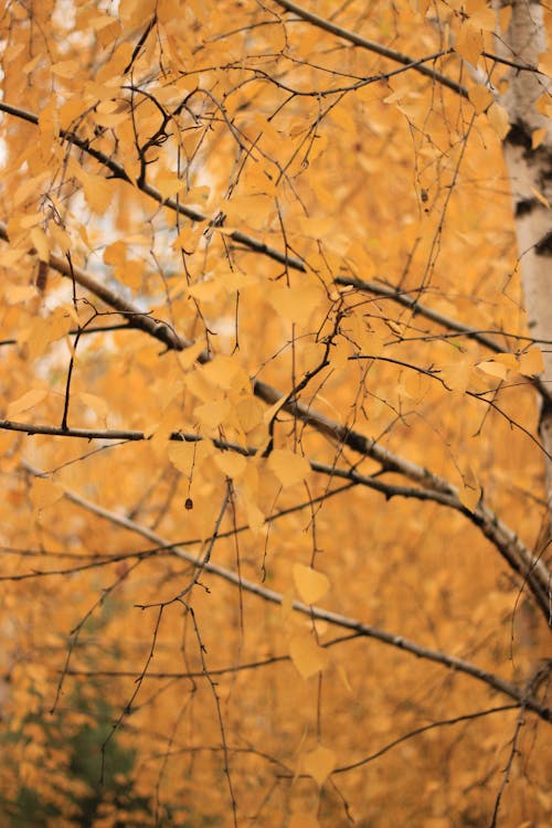 Yellow Leaves on the Branches