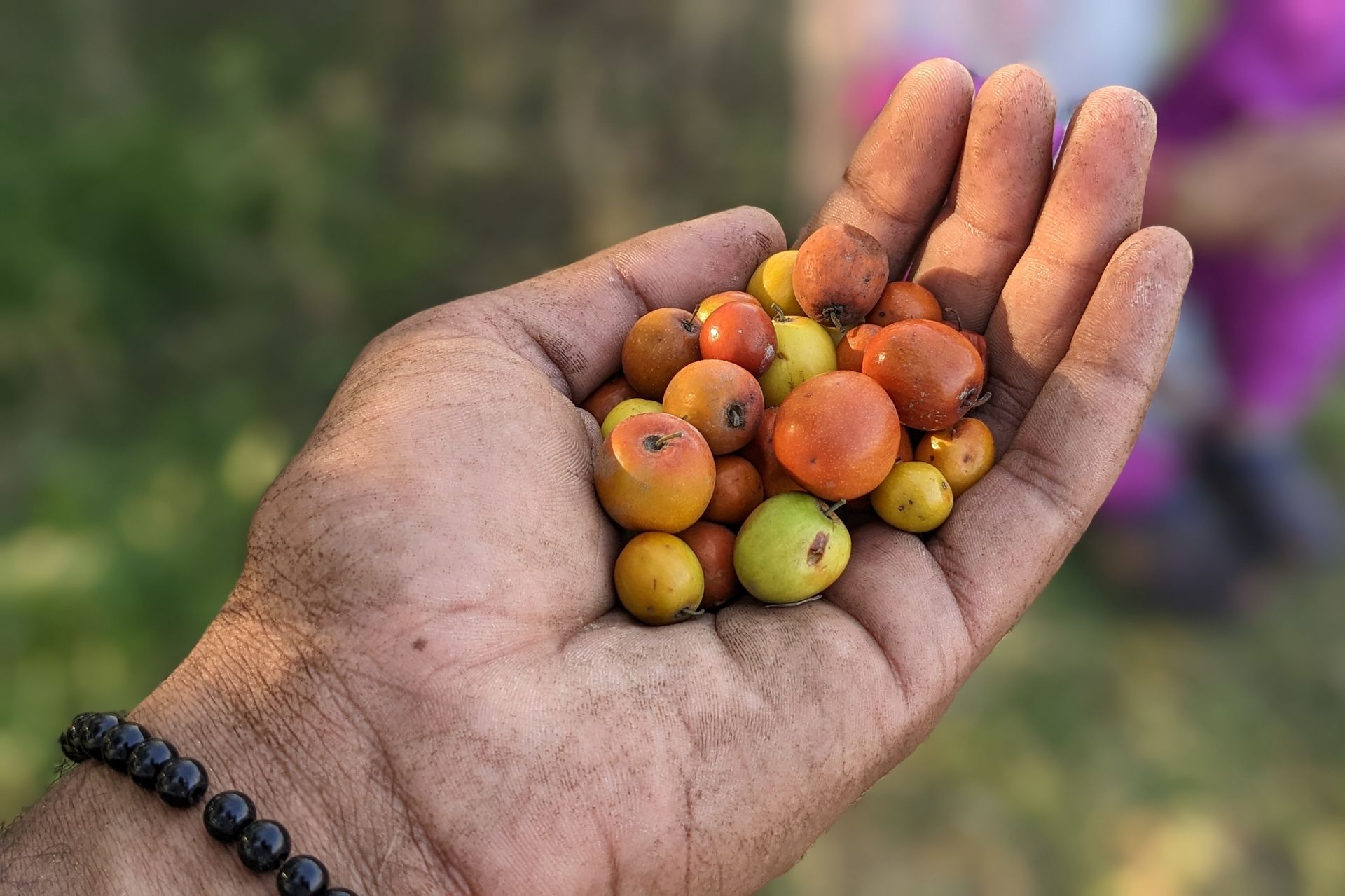 Hand with Jujube Fruits