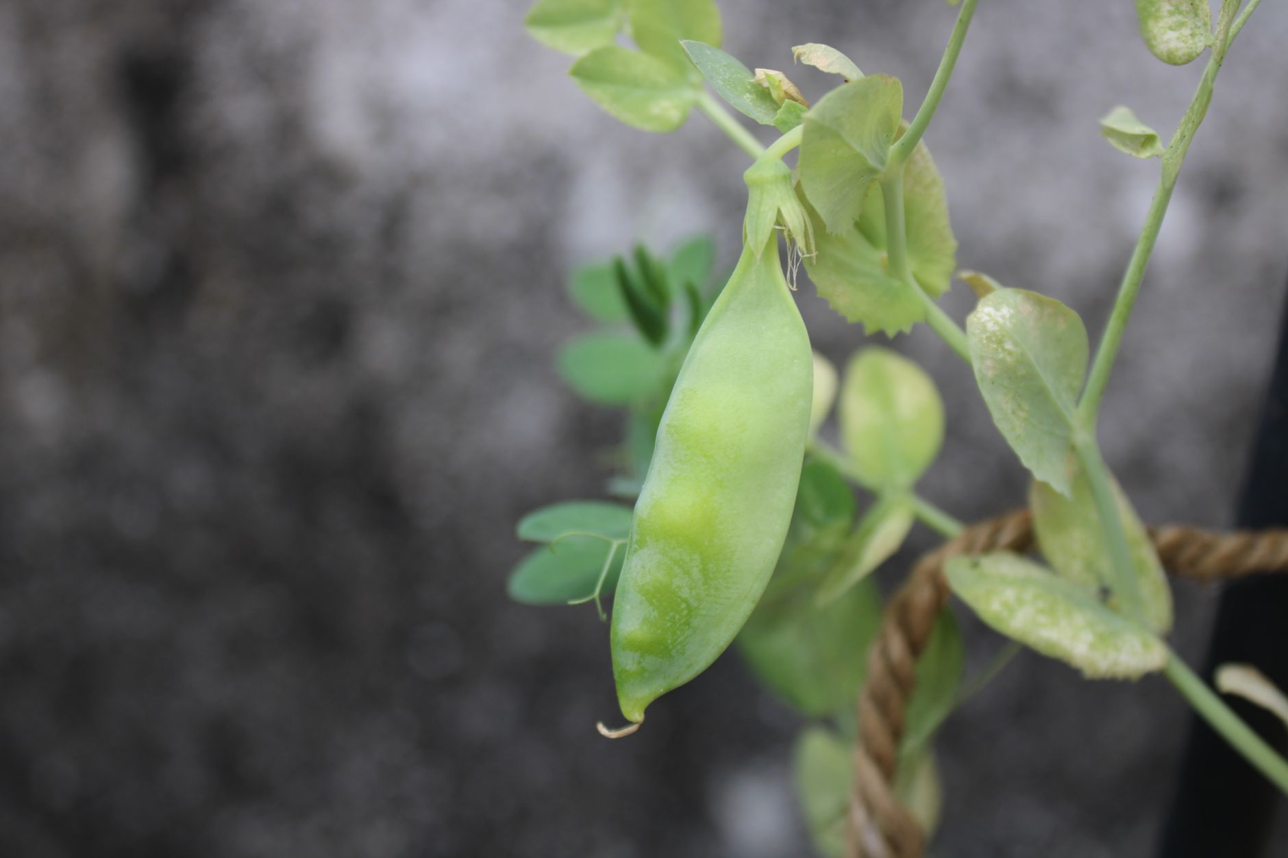 Inscripción de la creación fitogenética de arveja 'FEROE' en el Registro Nacional de la Propiedad de Cultivares