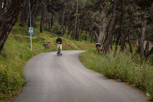 Gratis stockfoto met biker, bomen, Bos