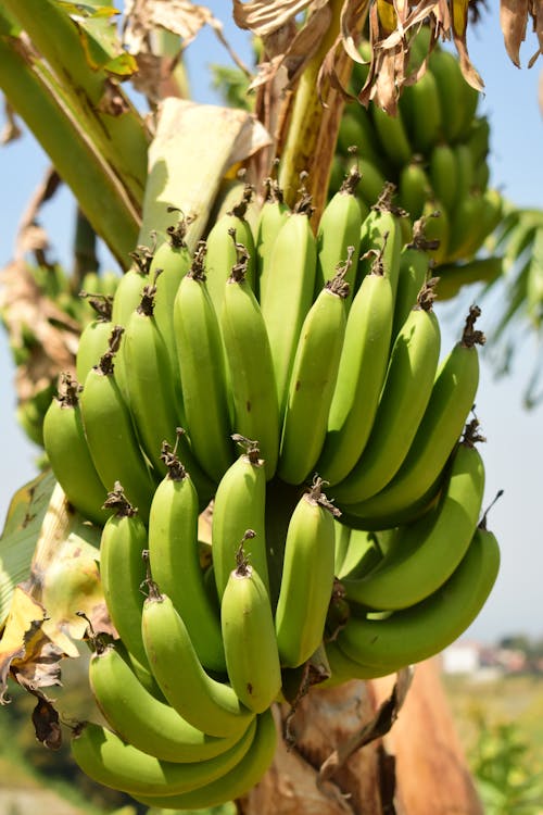 Close-up of a Bunch of Bananas on a Tree