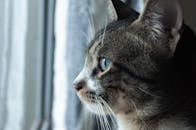 一只家猫在剖面特写镜头中望着窗外，目光宁静而专注