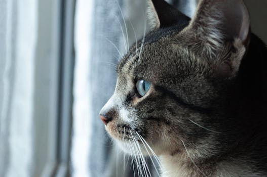 一只家猫在剖面特写镜头中望着窗外，目光宁静而专注