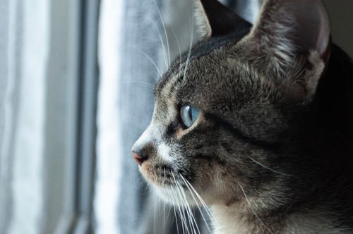 Free Profile close-up of a domestic cat looking out the window, showcasing its serene and focused gaze. Stock Photo