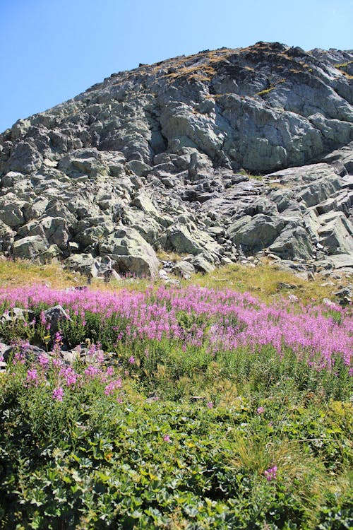Field of Pink Flowers at Foot of Rocky Hill