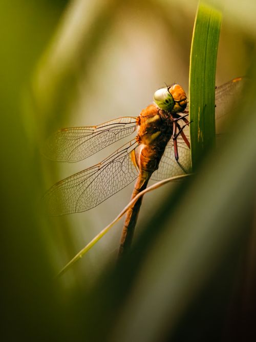 Free Detailed shot of a dragonfly perched on a leaf with intricate wing patterns and earthy tones. Stock Photo