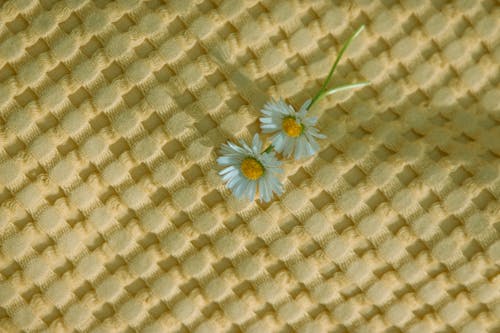 Gratis lagerfoto af blomster, hvide kronblade, mønster
