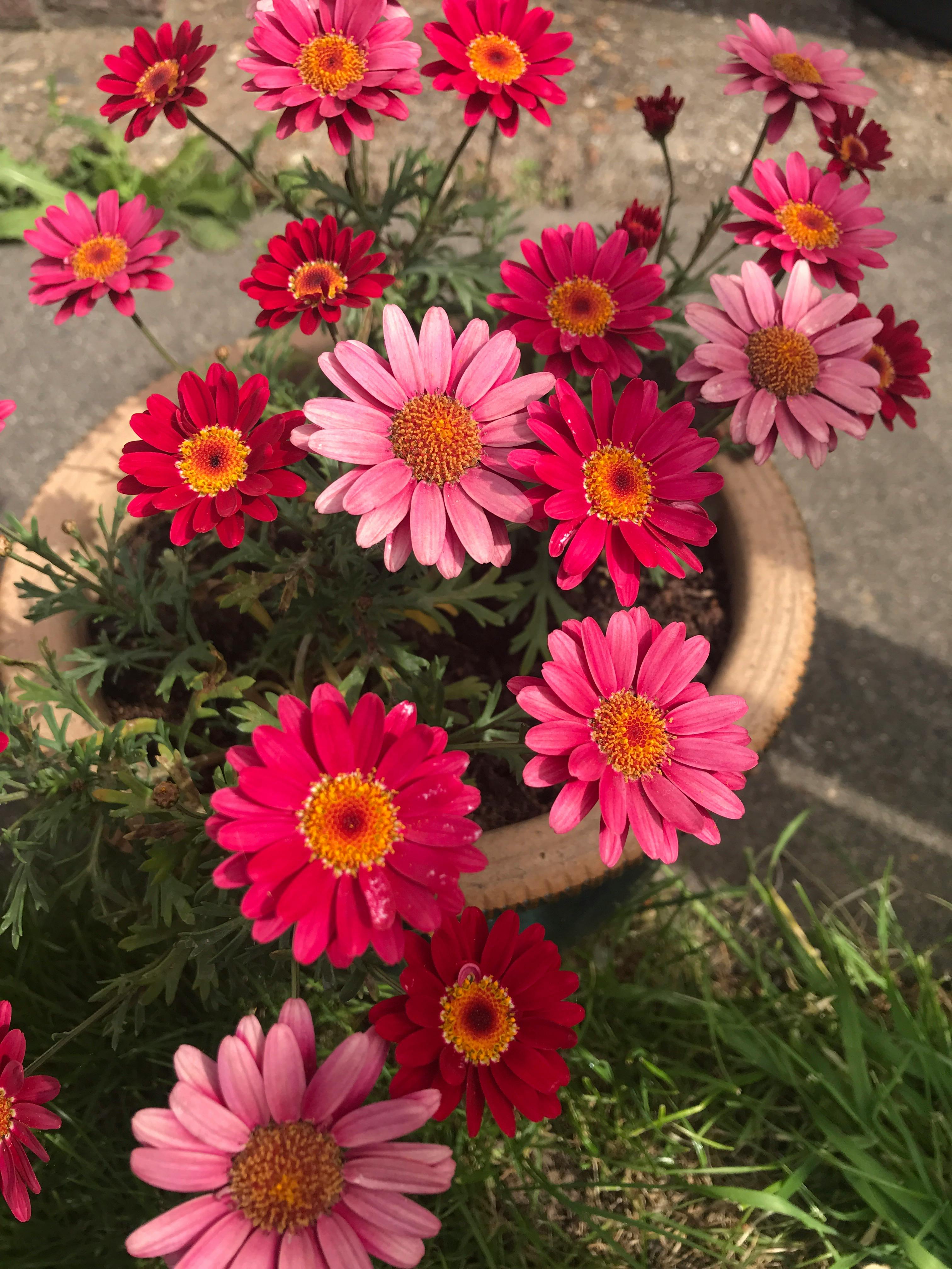 Symphony Herbal Harmony