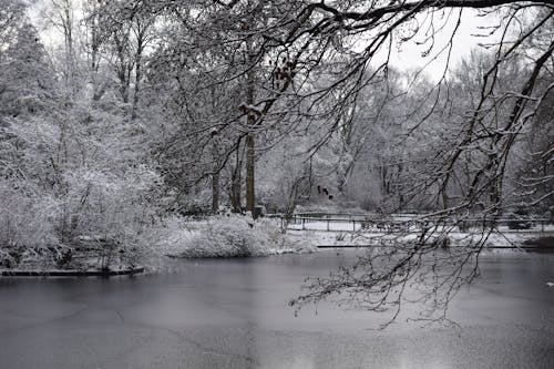 River in a Forest in Black and White 