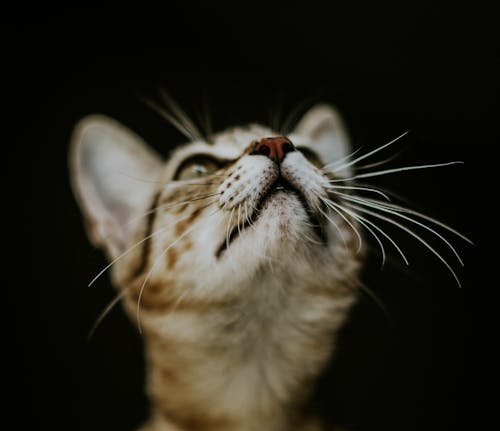 Δωρεάν στοκ φωτογραφιών με αιλουροειδές, Γάτα, γκρο πλαν Φωτογραφία από στοκ φωτογραφιών