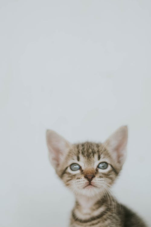 無料 ぶち子猫のクローズアップ写真 写真素材