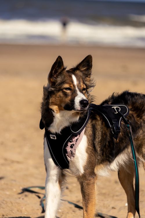 Free A happy dog with a harness stands on a sandy beach under the sunny sky, enjoying the seaside view. Stock Photo