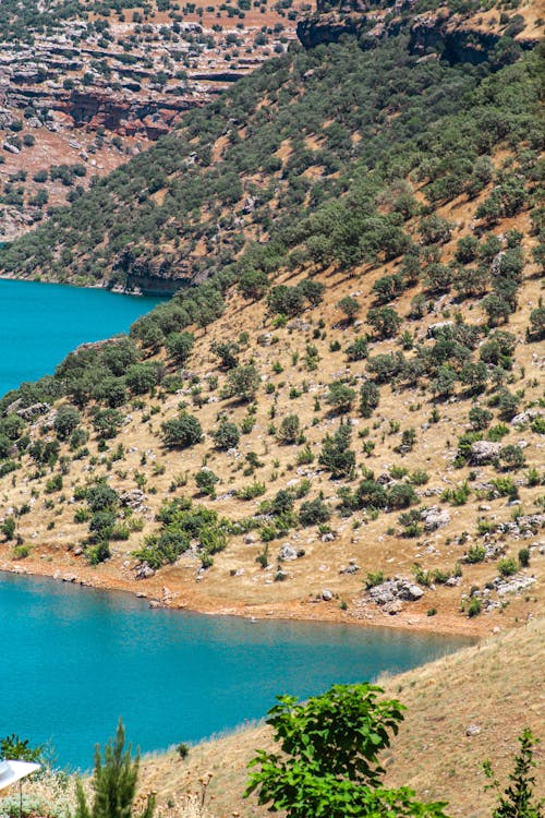 Immagine gratuita di alberi, colline, costa