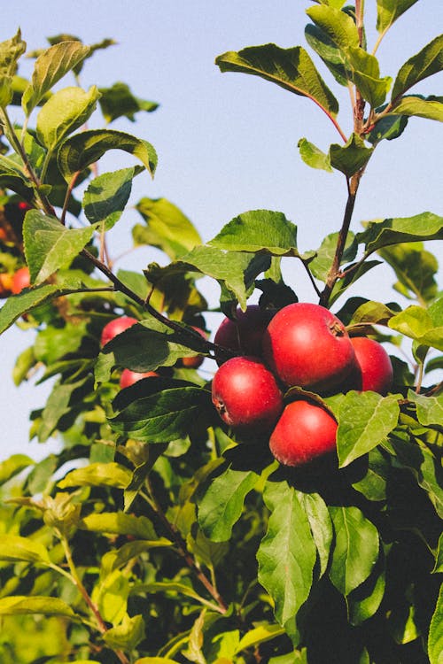 Kostenloses Stock Foto zu apfel, baum, blätter