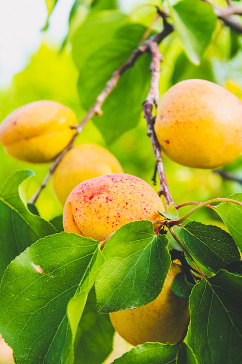 Kostnadsfri bild av aprikoser, färsk, fruktträdgård