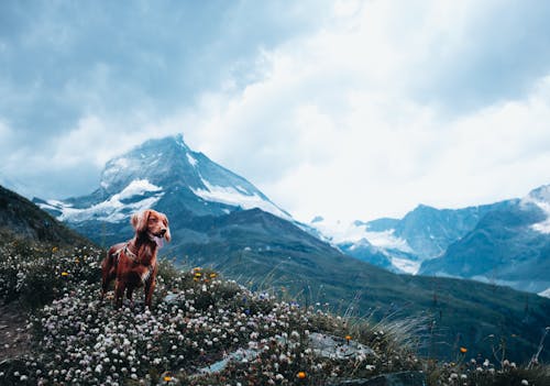 動物, 山, 愛爾蘭塞特犬 的 免費圖庫相片