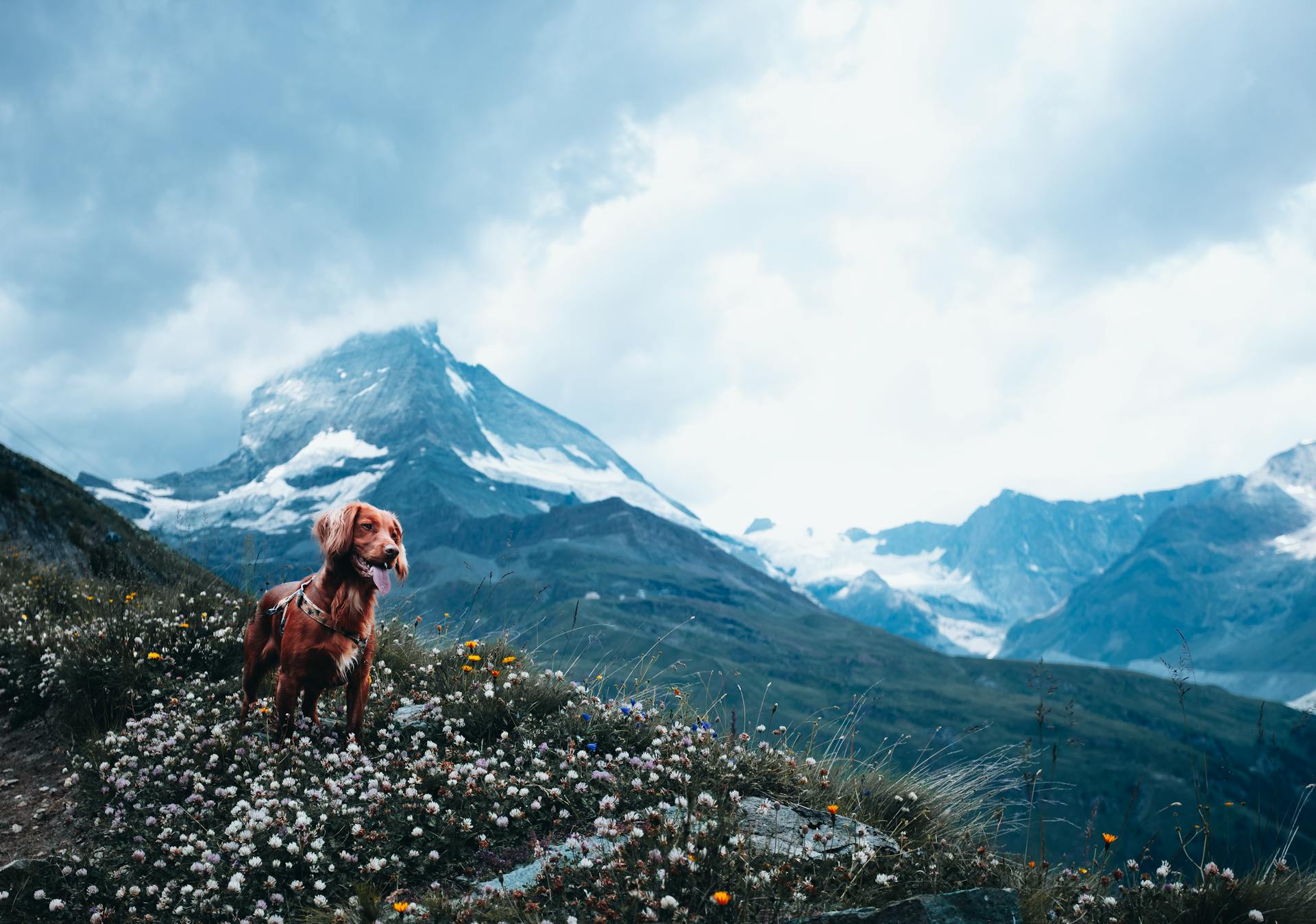 Irish Setter Walking on Meadow in Mountains