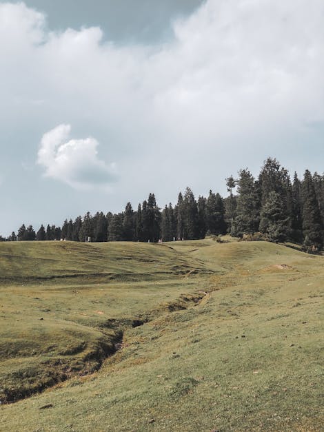 Green Grassland and Forest · Free Stock Photo