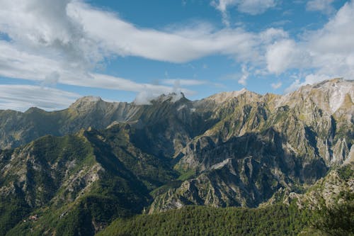 Foto d'estoc gratuïta de bosc, cresta, fons de pantalla