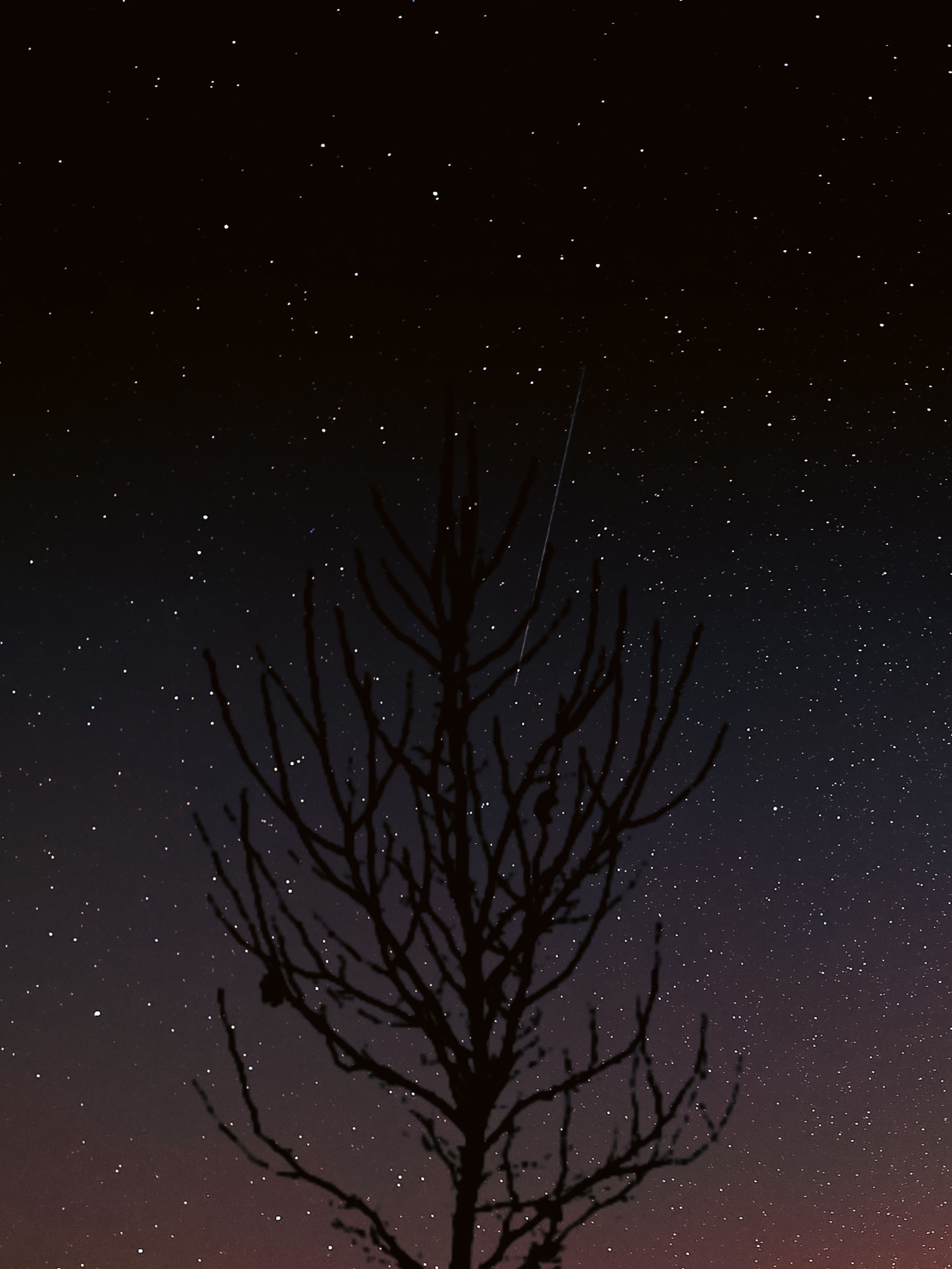 Silhouette of bare tree branches against a starry night sky, creating a tranquil and mysterious atmosphere.