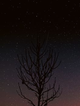 Silhouette of bare tree branches against a starry night sky, creating a tranquil and mysterious atmosphere.