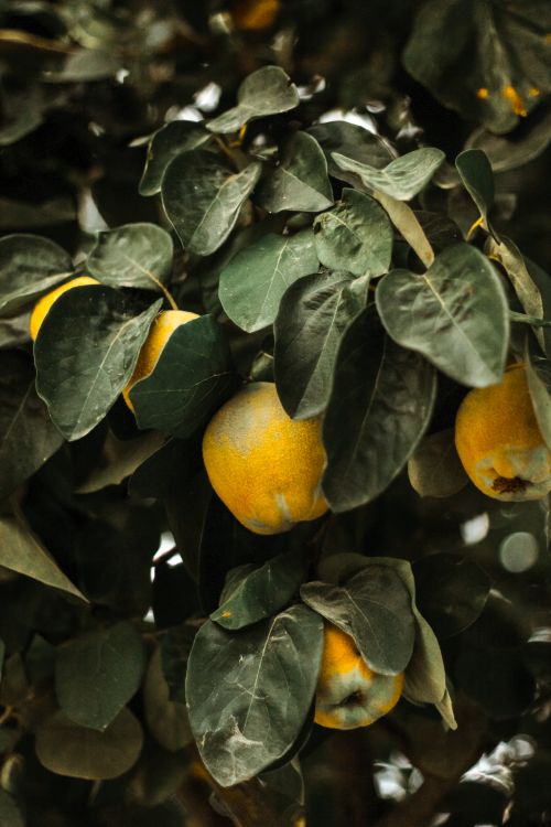 Free A detailed view of quince fruits amidst lush green leaves on a branch, offering natural beauty. Stock Photo