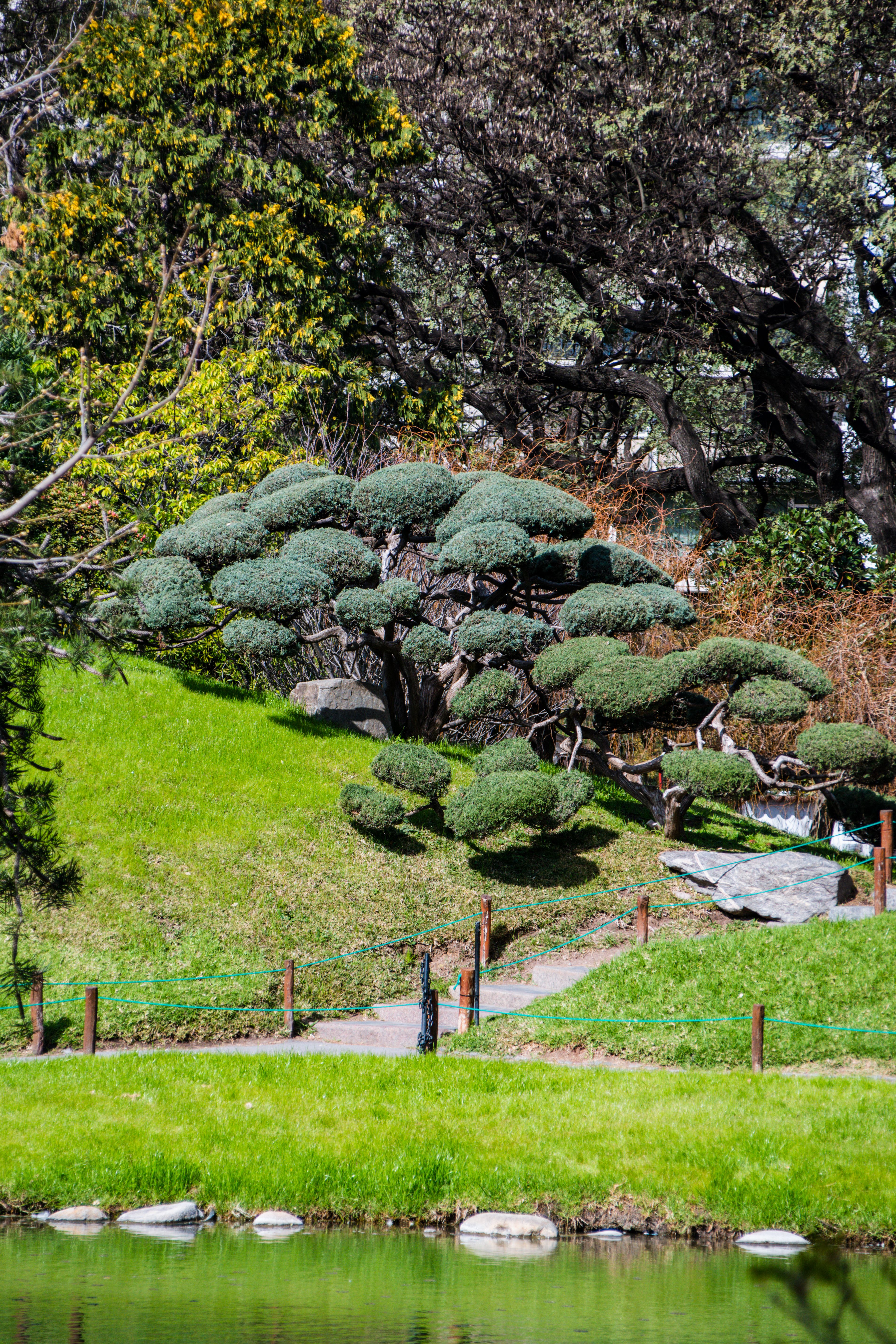 Cloud Tree Growing in a Park · Free Stock Photo