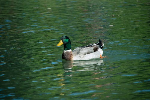 Duck Swimming in the River