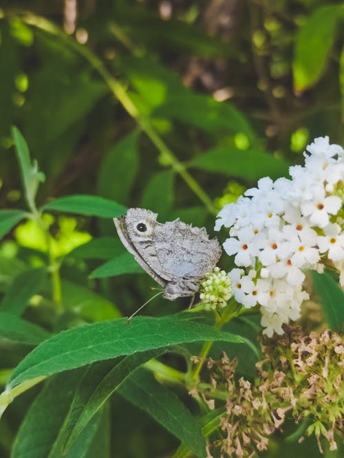 Fotobanka s bezplatnými fotkami na tému hipparchia, hmyz, kvet