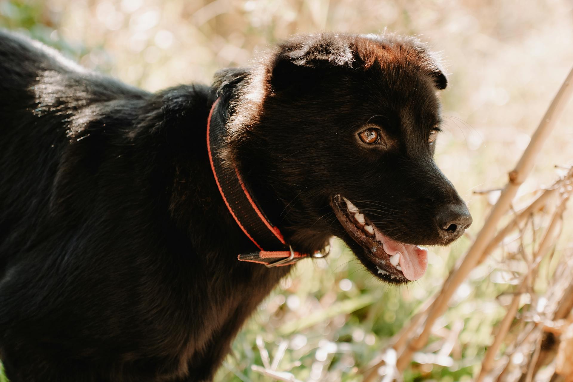 Head of Black Dog