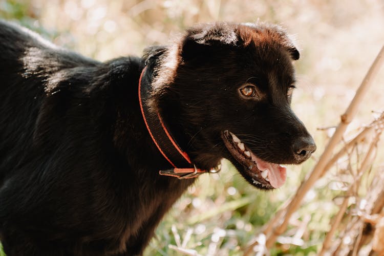 Head Of Black Dog