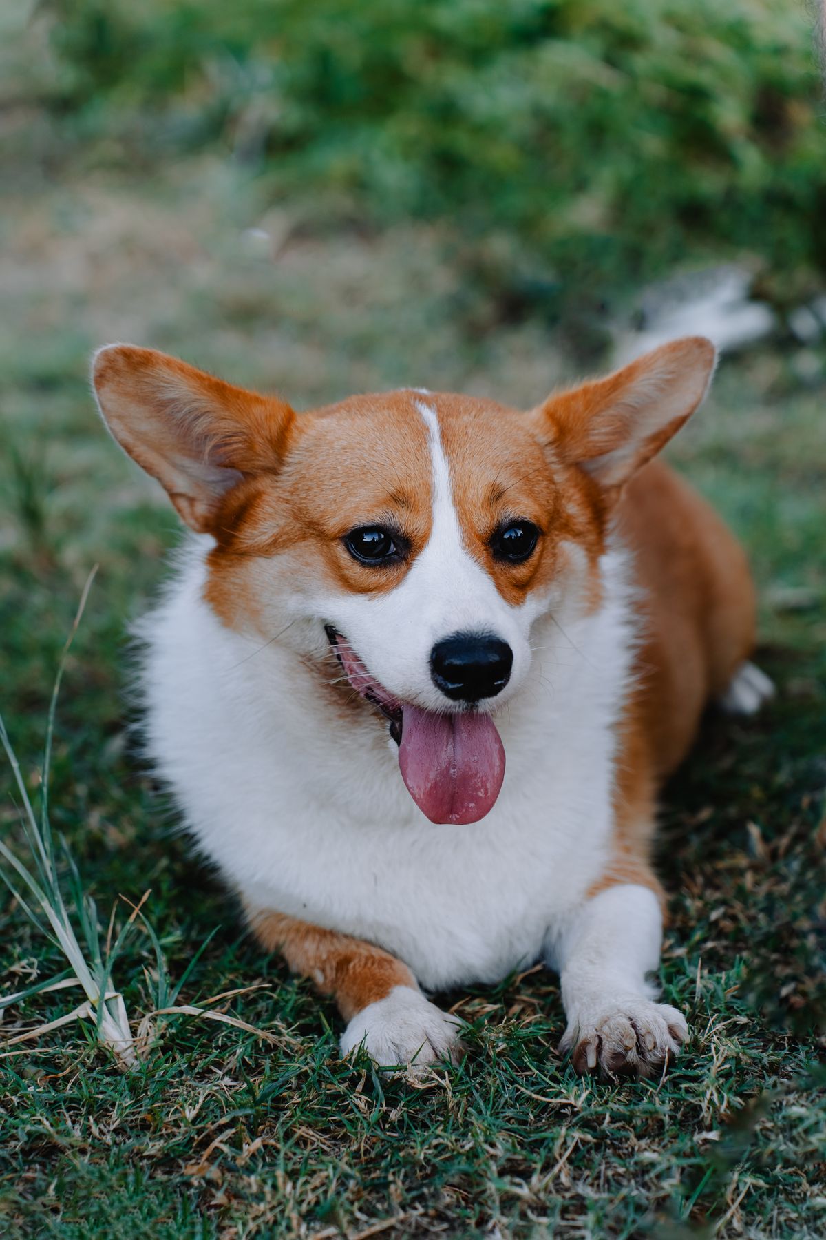 A corgi lying on grass with a playful expression