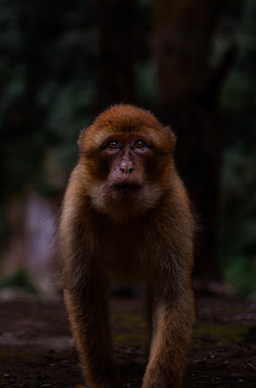 Fotografia Com Foco Seletivo De Macaco Branco E Preto · Foto profissional  gratuita