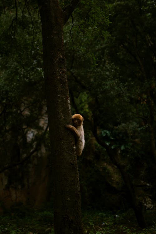 Monkey on a Tree in a Forest 