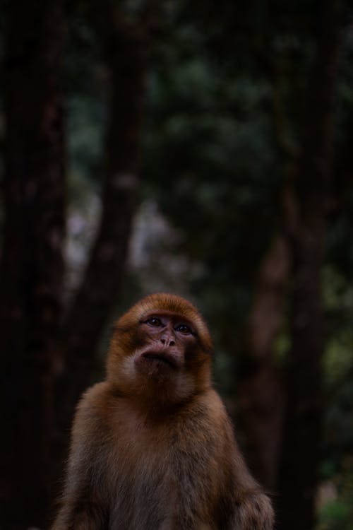 Monkey in a Forest in the Dark