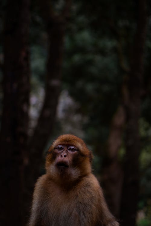 Foto d'estoc gratuïta de animal, arbres, de fusta