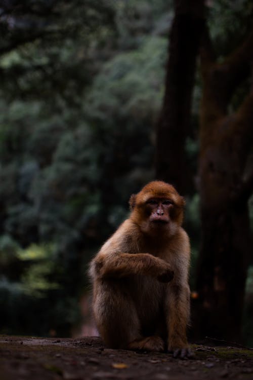 Mono Sentado En El Bosque