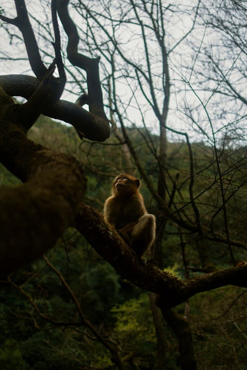 Monkey on a Branch 