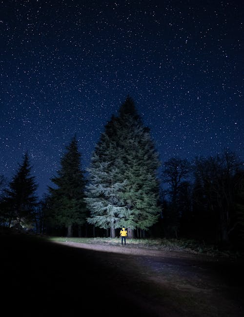 A Man with a Flashlight Standing next to a Tree at Night 