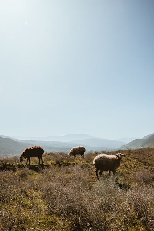 Sheep on a Field in Mountains 