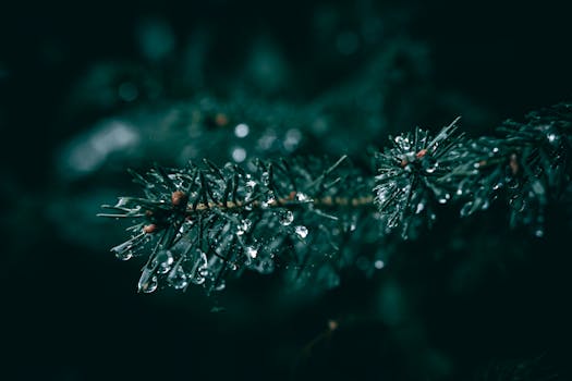 Detailed view of pine needles with water droplets, showcasing a tranquil rainy atmosphere.