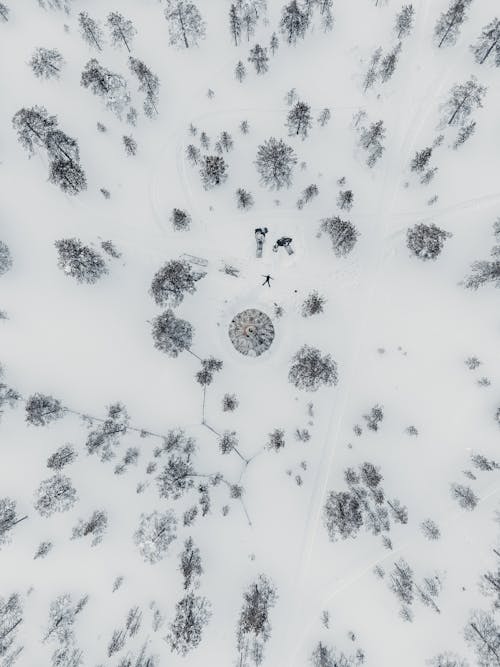 Immagine gratuita di alberi, fotografia aerea, inverno
