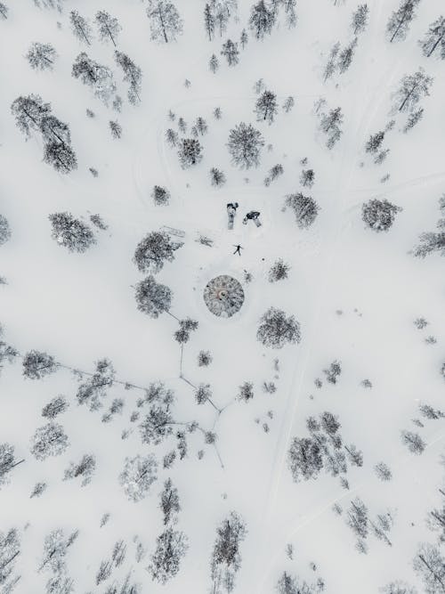 Foto d'estoc gratuïta de arbres, foto des d'un dron, fotografia aèria