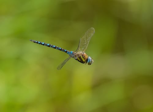 Immagine gratuita di ali, avvicinamento, fotografia di animali