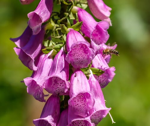 Foto stok gratis bunga-bunga, flora, foxglove