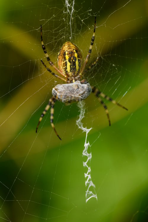 Ilmainen kuvapankkikuva tunnisteilla ampiainen hämähäkki, argiope bruennichi, eläinkuvaus