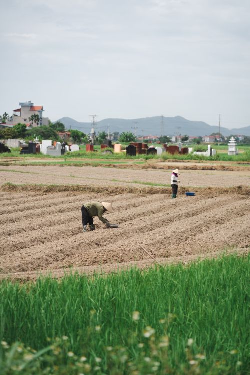 Work In Fields People Working in Fields · Free Stock Photo