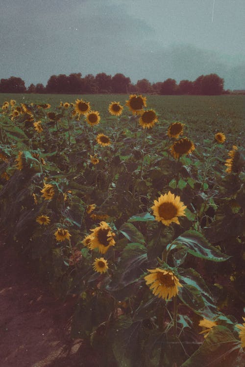 Crop of Sunflowers