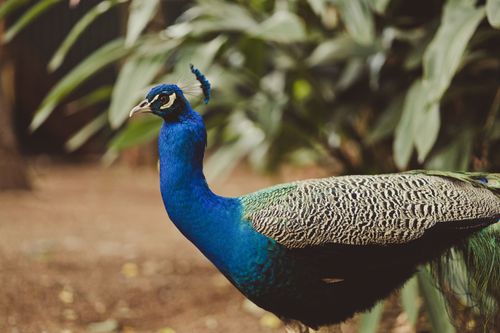Free Side profile of a colorful peacock showcasing its detailed plumage in an outdoor setting. Stock Photo