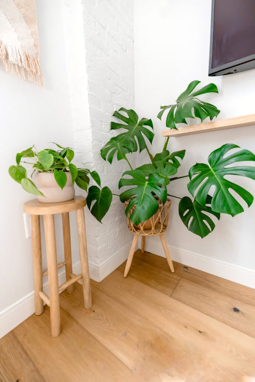 A Monstera and Philodendron Plants in a Room 